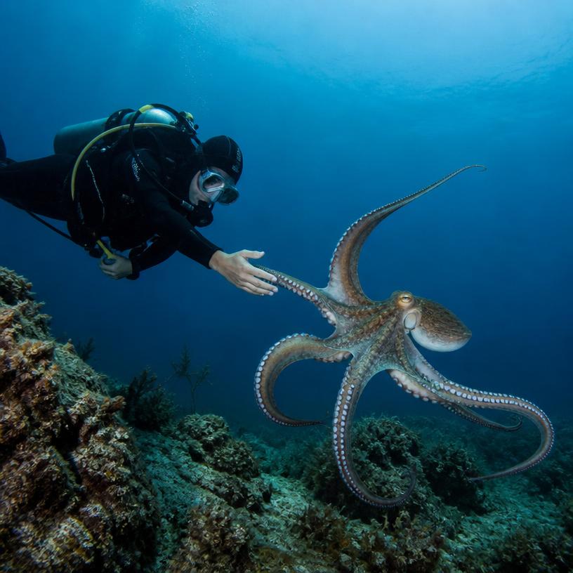 Tylko znawcy oceanu to wiedzą